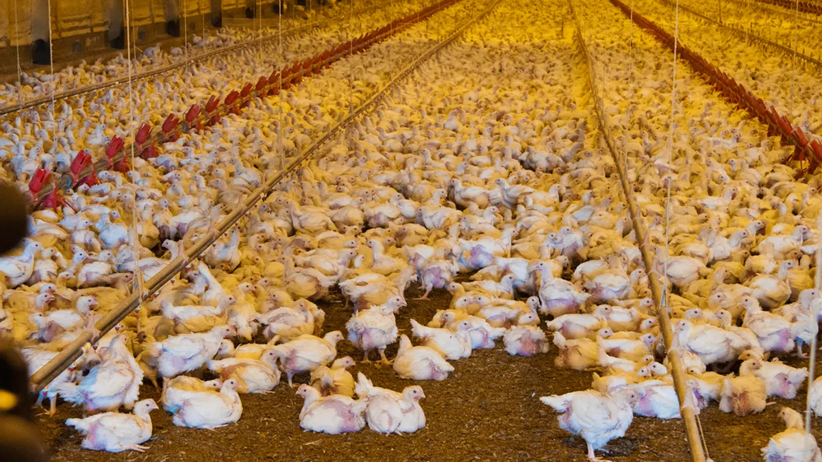 Broiler chickens are raised in a chicken house on the Bobby Morgan chicken Farm in Luling, TX on Aug. 23, 2013.