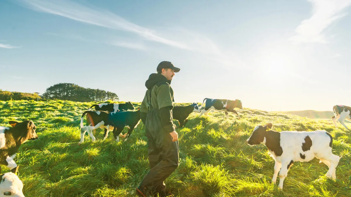 Farmer with his cattle outside