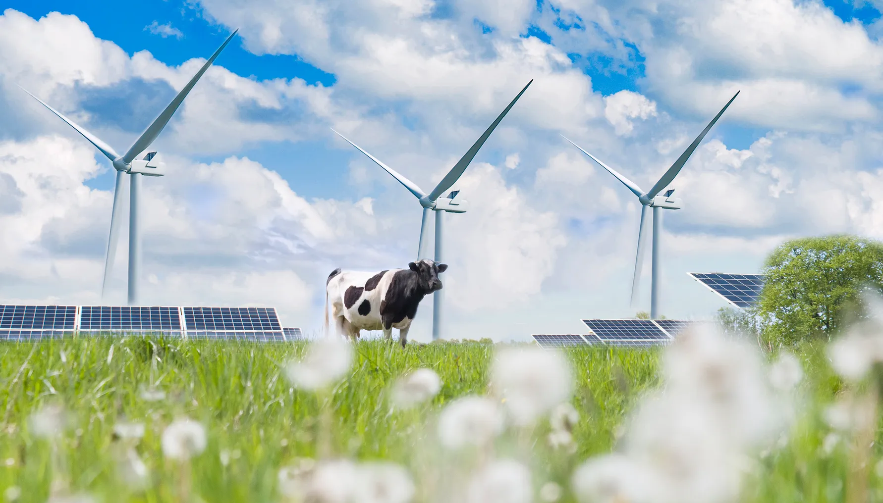 Wind turbines and solar cells generate electricity as a cow lolls on the farm.