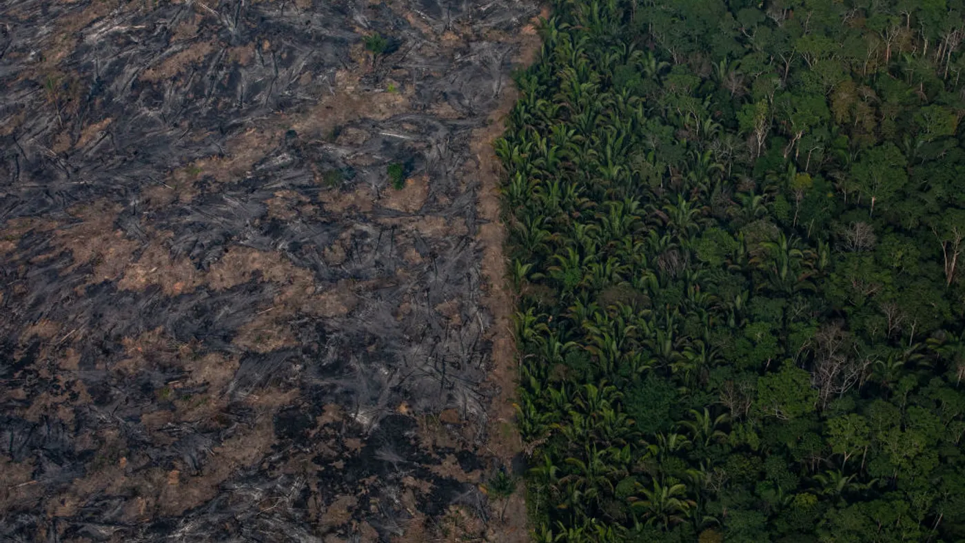 An aerial image, where a section of the Amazon rain forest that has been decimated by wildfires
