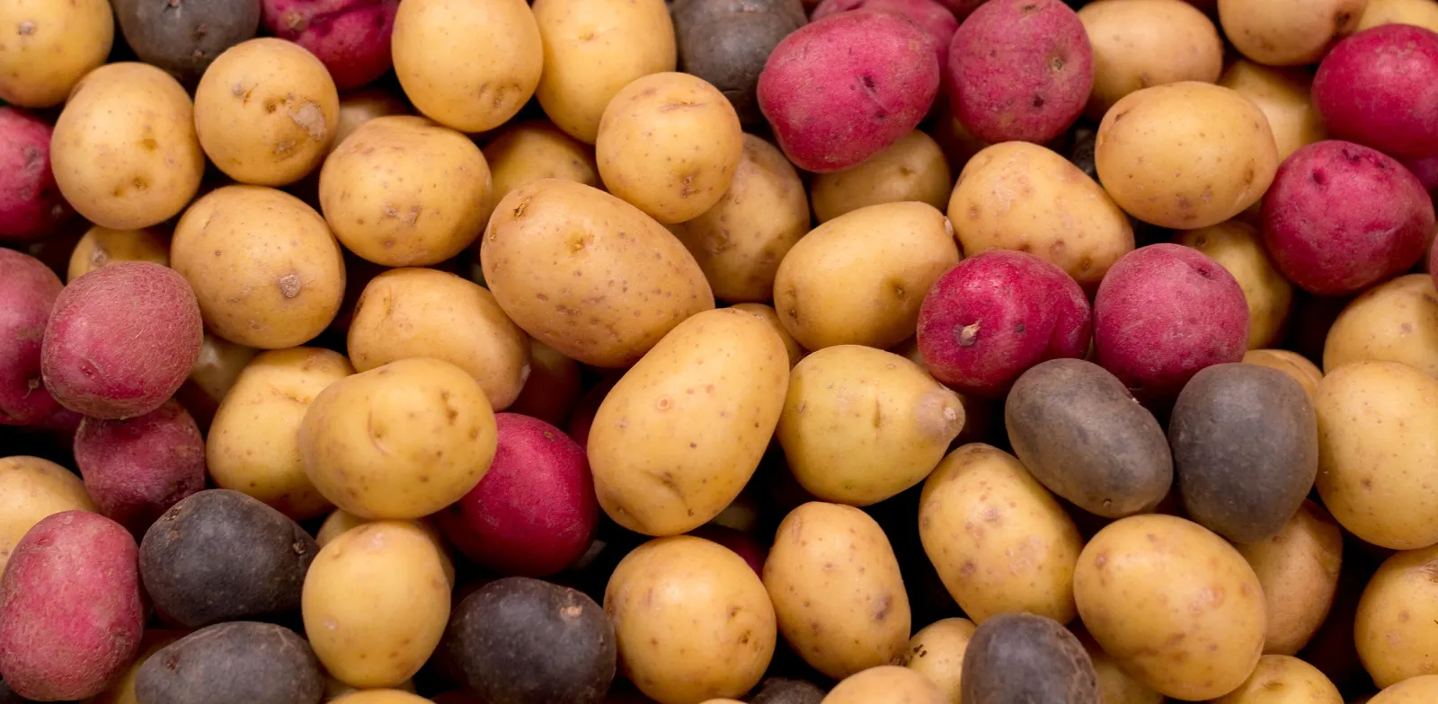 A zoomed in photo of red, yellow and purple potatoes