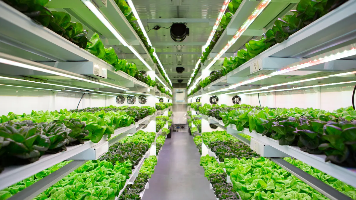 Leafy greens grow in an AmplifiedAg vertical farming facility.