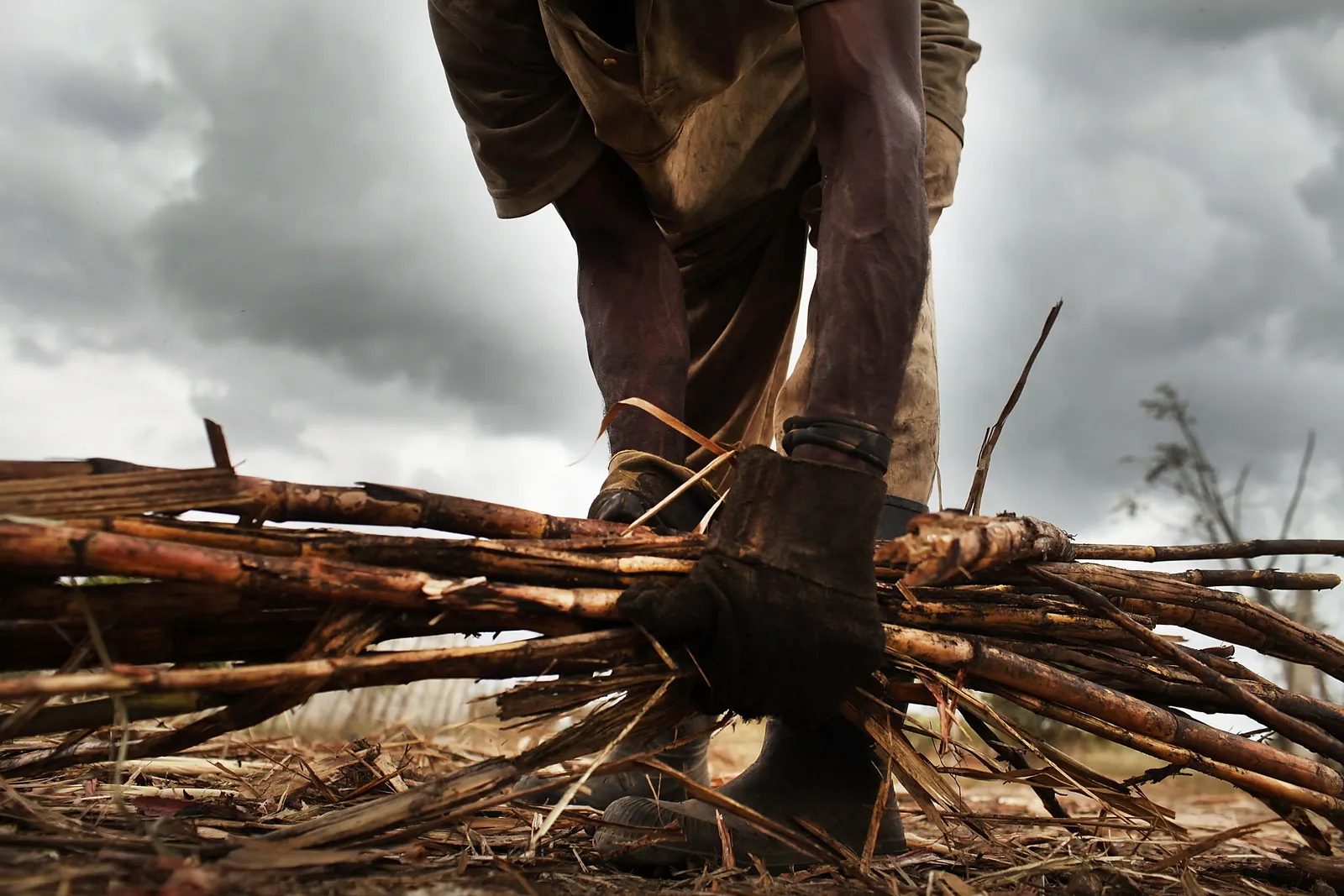 A person wearing black gloves bends over to grab a bundle of sugarcane.