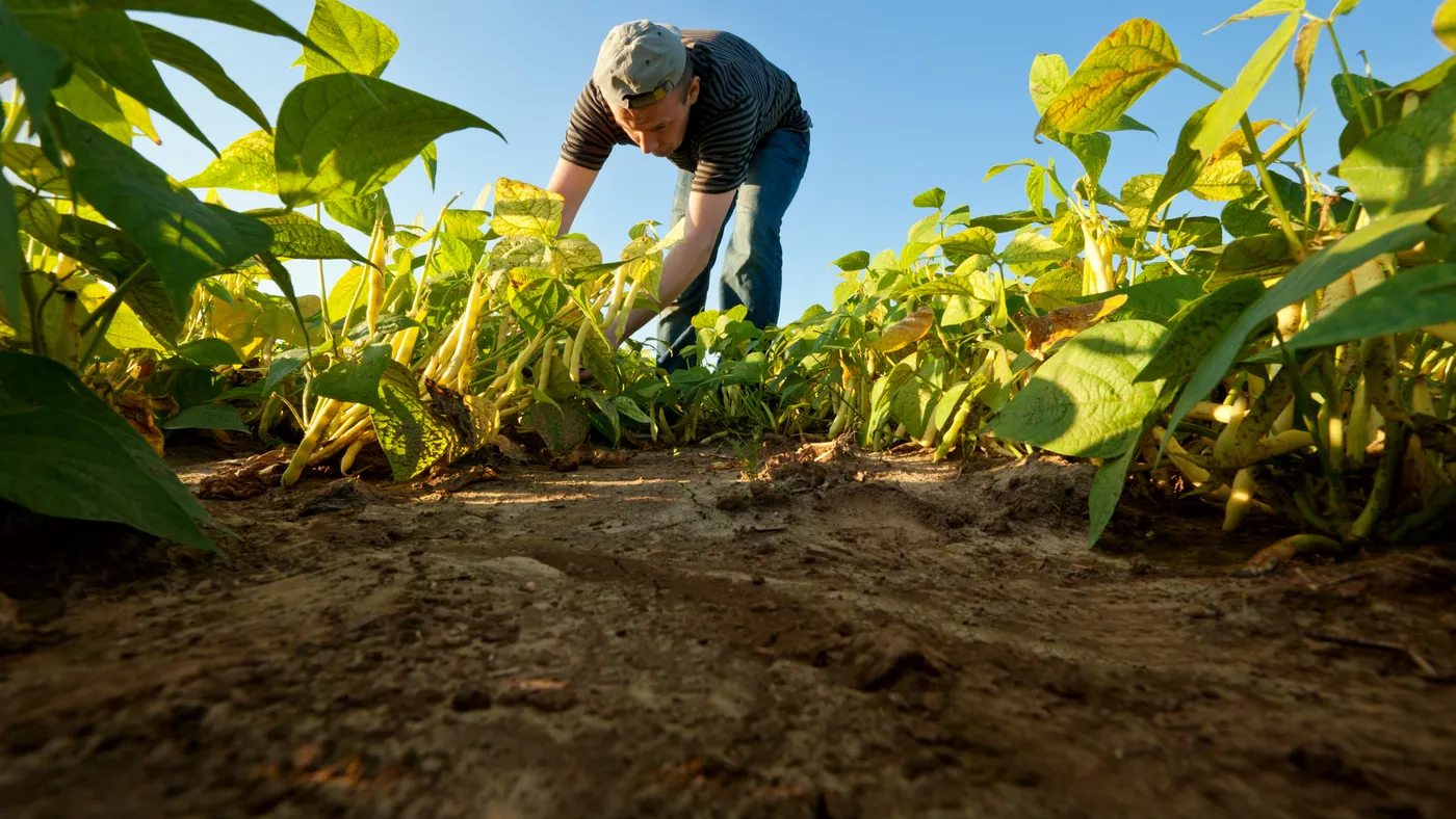 Getty image of farmer with field of crops -- this is an image purchased for Brand Studio brought into the CMS for a trendline. Asked to not use for editorial purposes if we can help it.