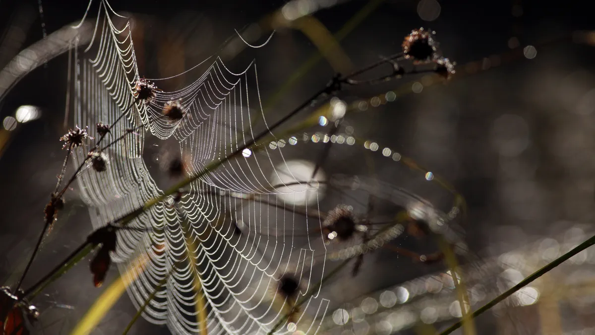 Spider web