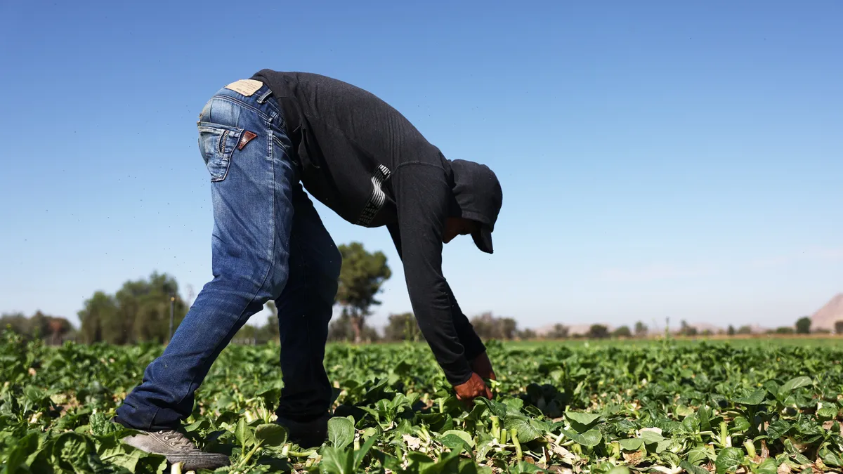 A farmworker in protective layers bends over to pick produce.