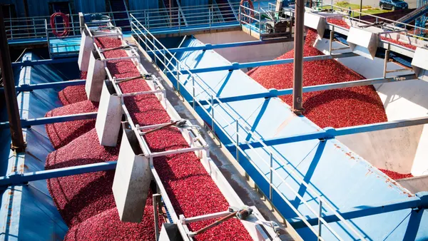 Cranberries being processed at an Ocean Spray receiving station
