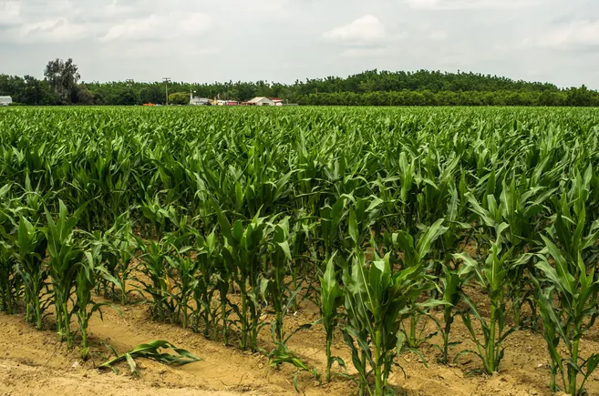 More consumer interest in sustainability could jolt the food industry