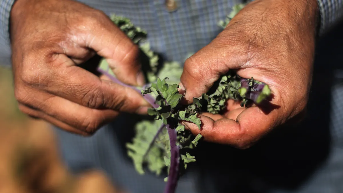 A close up view of farmers hands inspecting kale