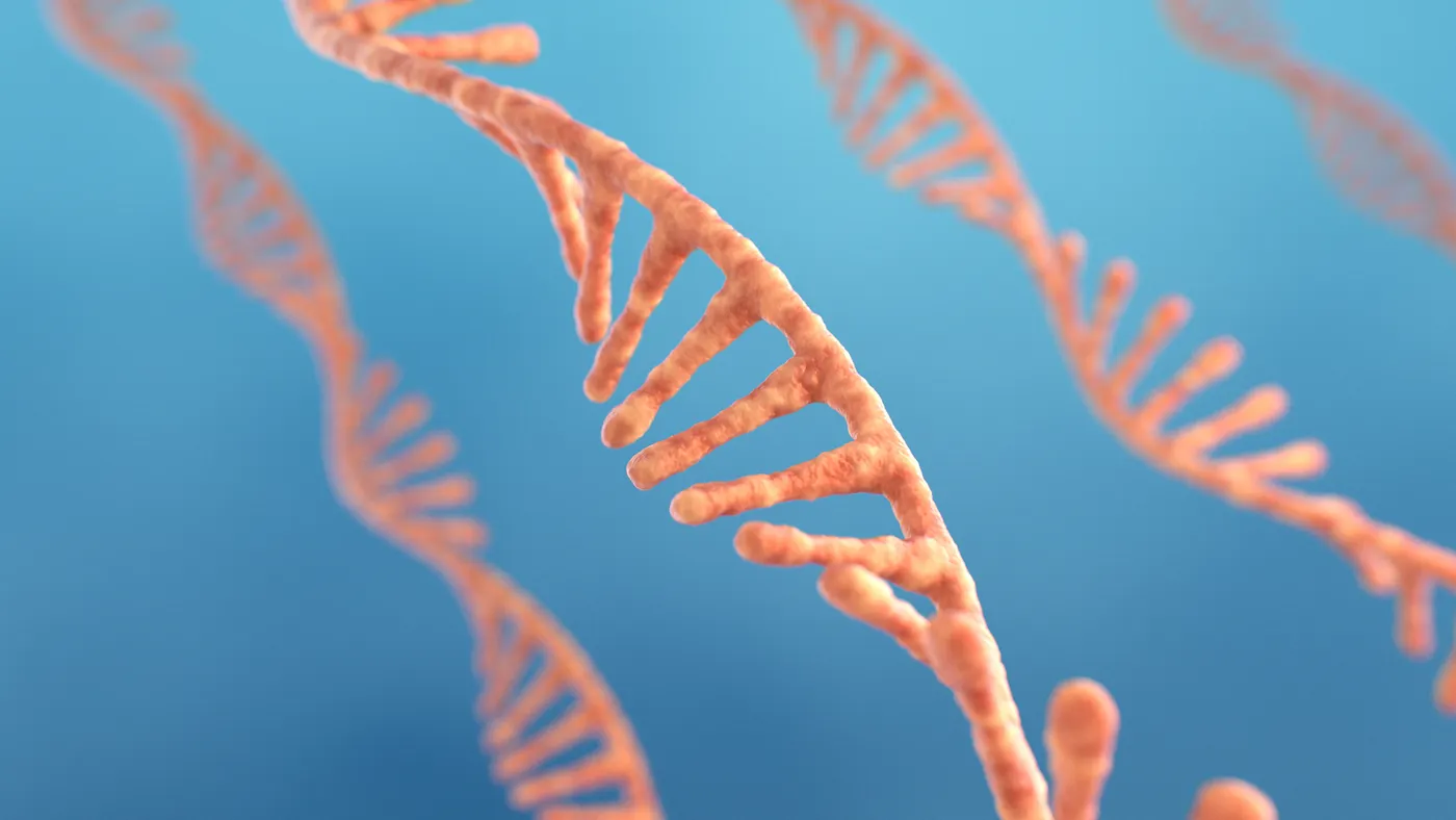 Single strand ribonucleic acid, RNA research
