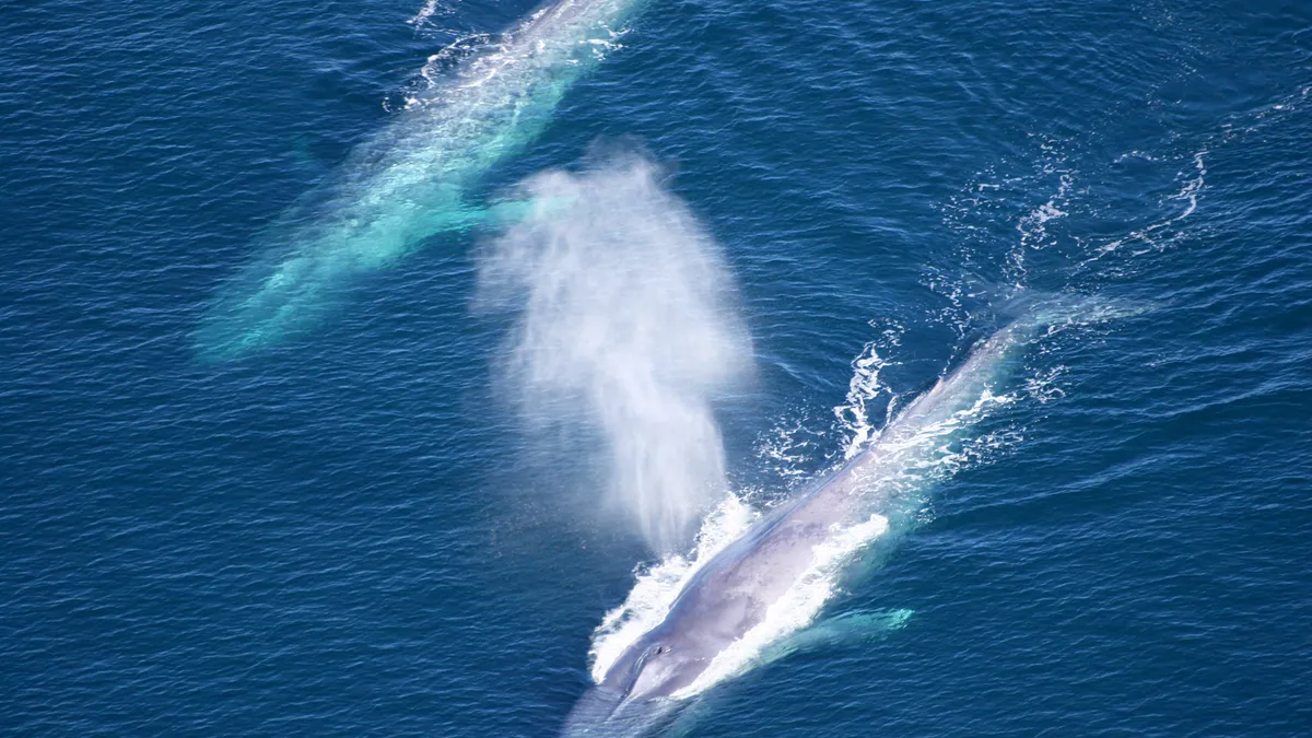 two whales swimming side-by-side