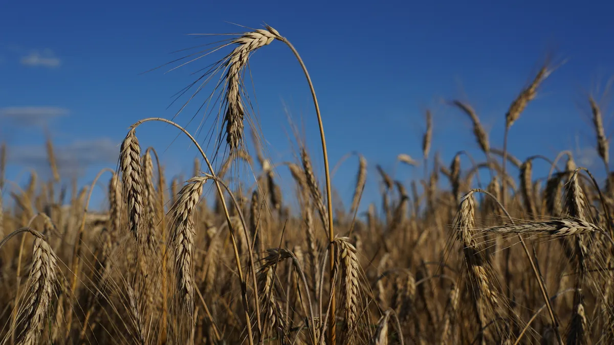 A field of hybrid grain derived from wheat and rye is harvested in Germany.