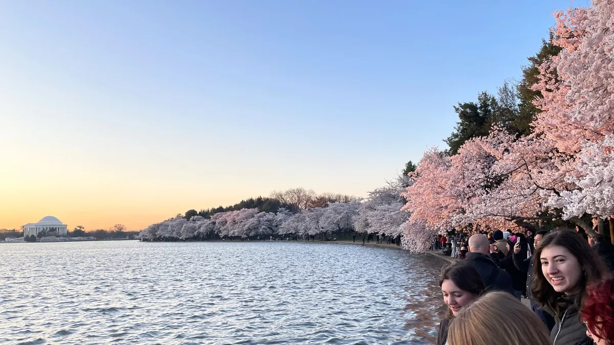 People walk under cherry blossoms along the water's edge of the Tidal Basin, with the Jefferson Memorial in the background.