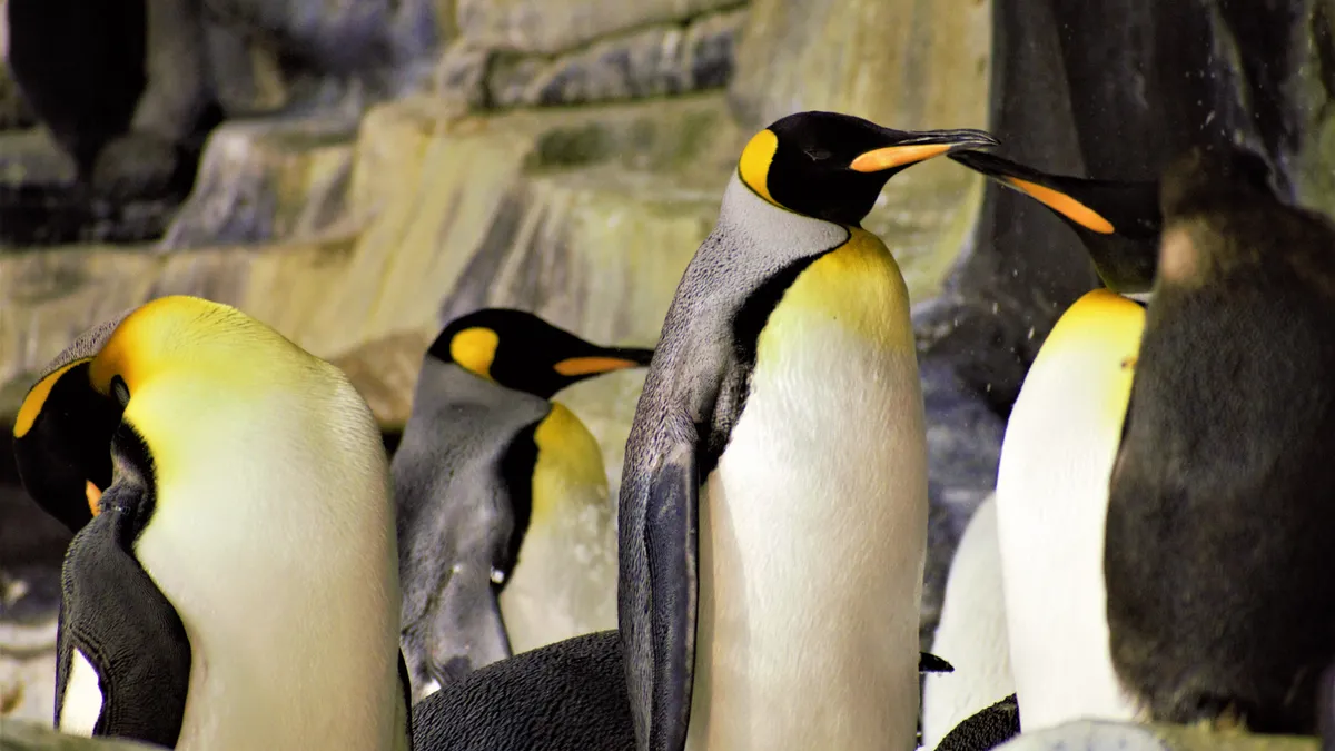 A group of penguins gather in front of rockwork at SeaWorld in Orlando, Florida.