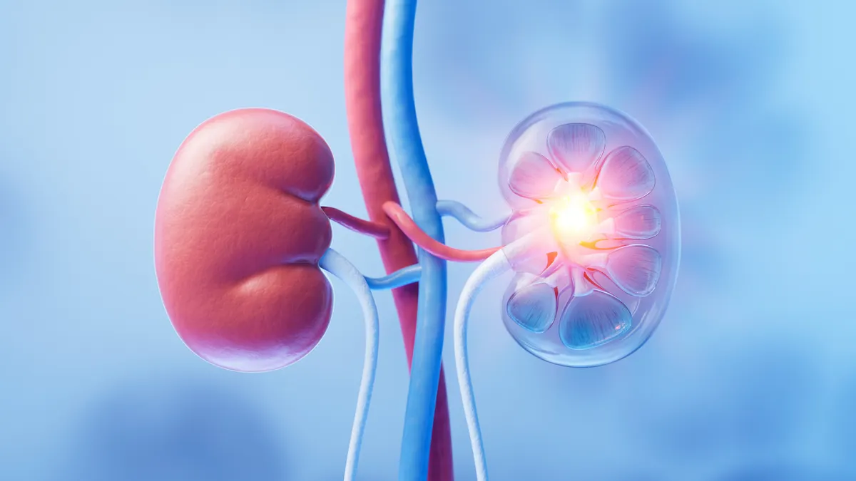 An illustration of the kidneys, colored red and blue.