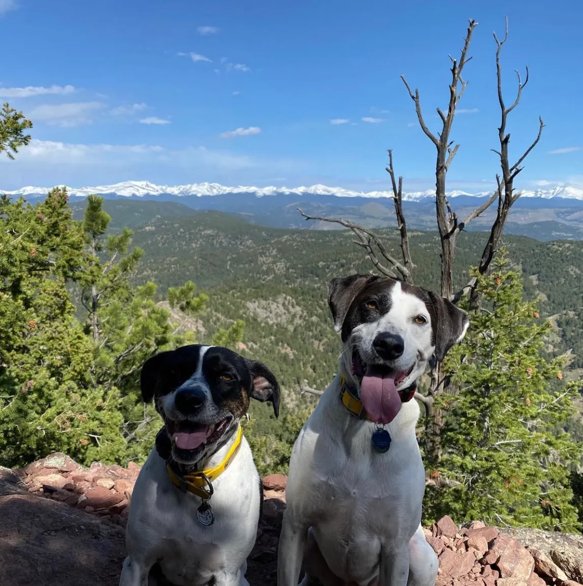 Komprise’s CFO Craig Gomulka  dogs