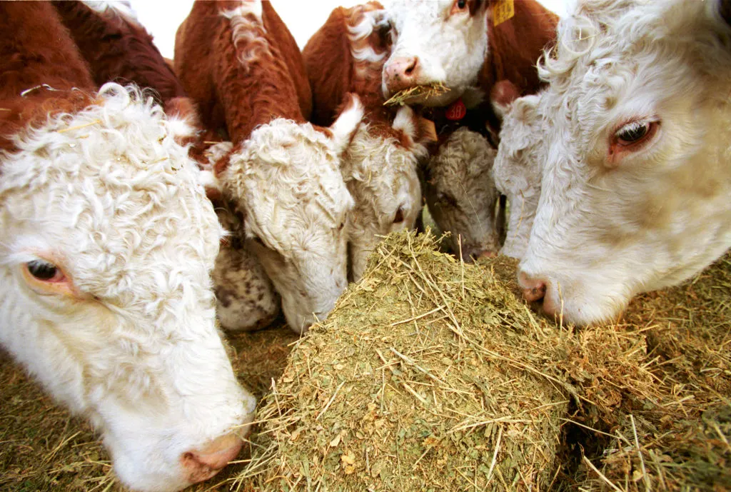 Cattle feed on their meal.