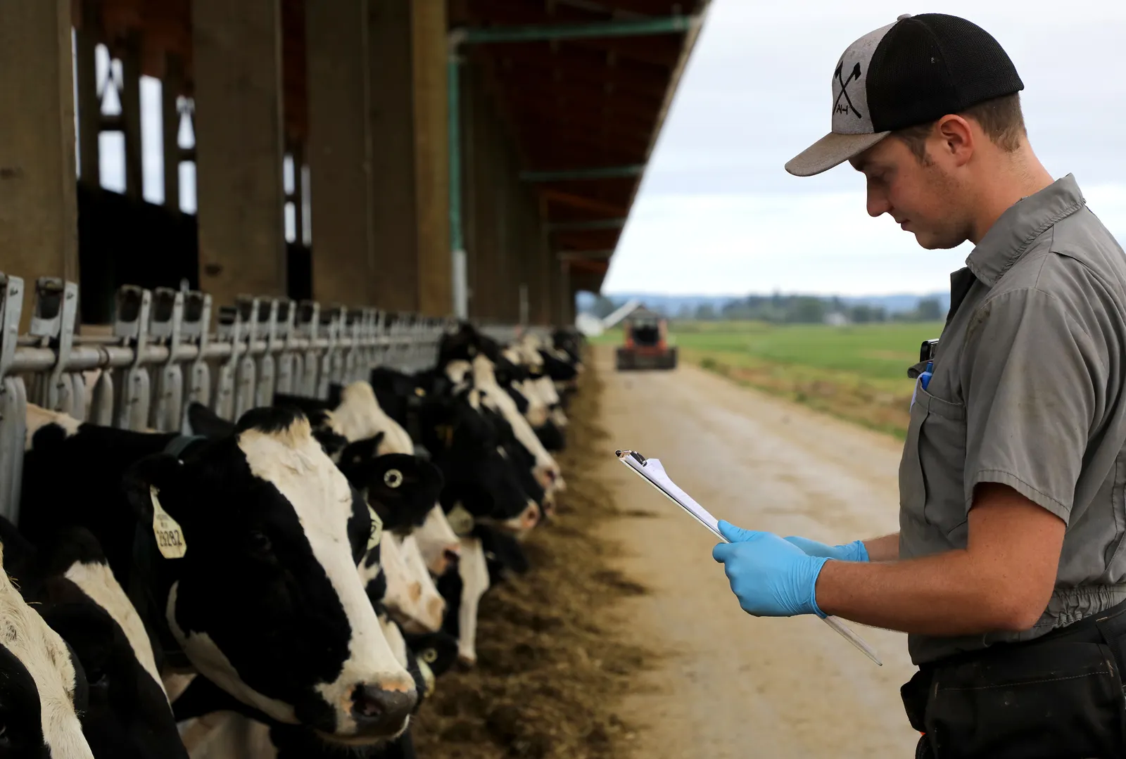 A person in front of dairy cow stalls owned by a Northwest Dairy Association member making products for Darigold.