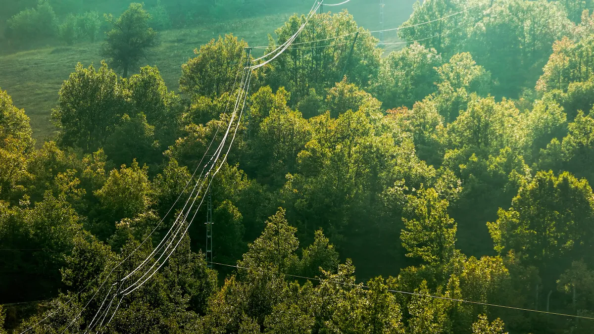 High up view of forest and utility poles.