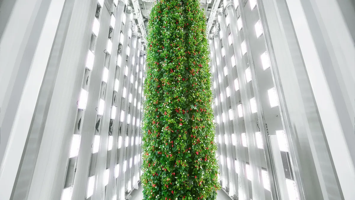 Strawberries grow from a tower attached to a ceiling.