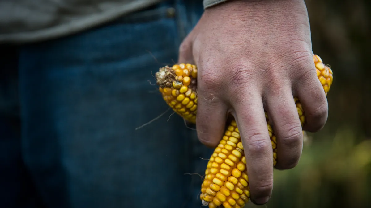 A close up of a corn farmer's hands holding two ears of corn.