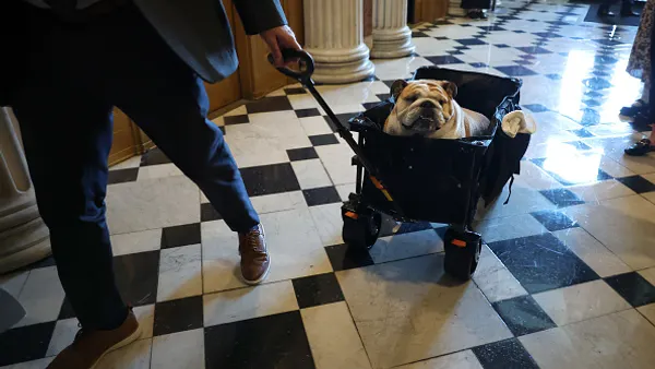 Bulldog being pulled in a wagon