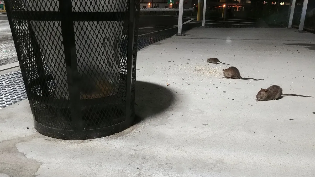 Three rats on the sidewalk next to a trash can at night