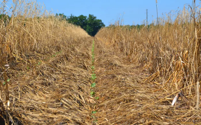 For producers, for the planet: Why we need conservation on farmland