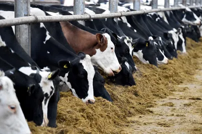 dairy cattle cows