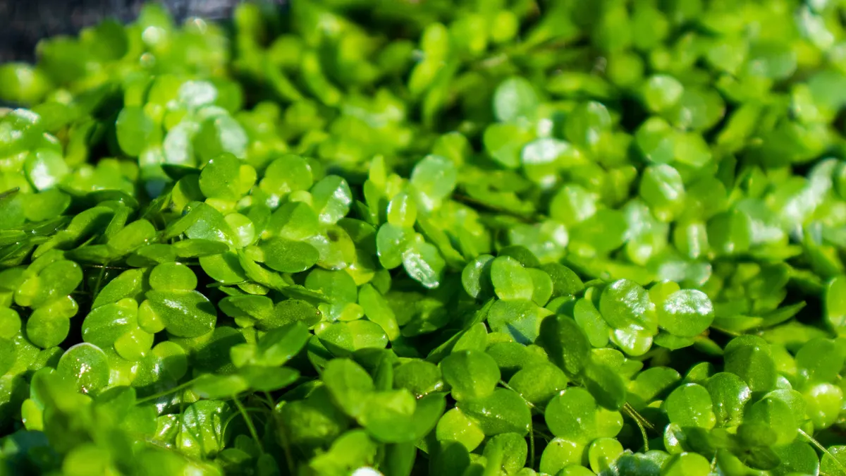 Duckweed