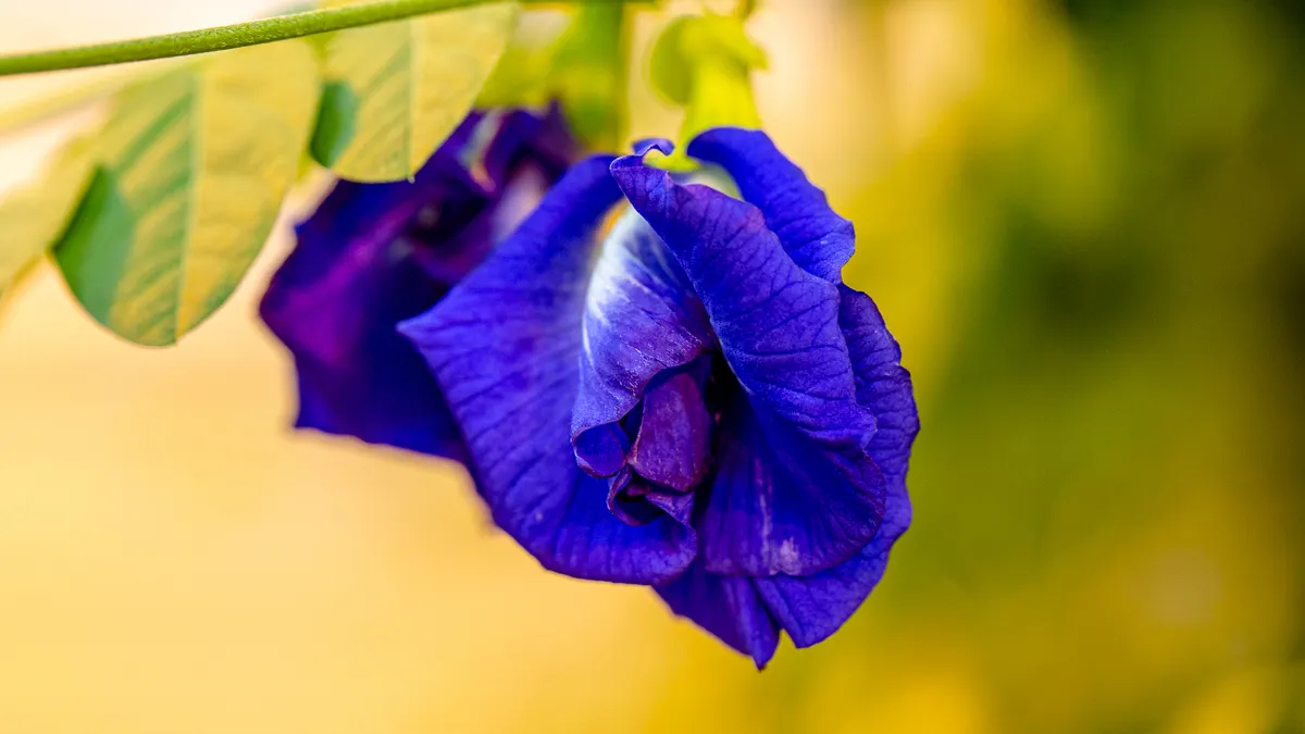 Butterfly pea flower