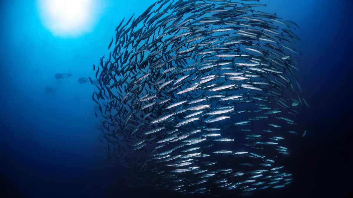 Swarm of barracuda