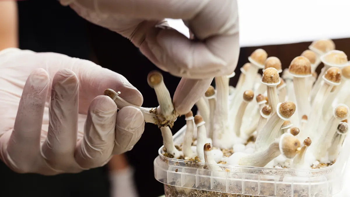 gloved hands cutting psilocybin mushrooms growing in a container