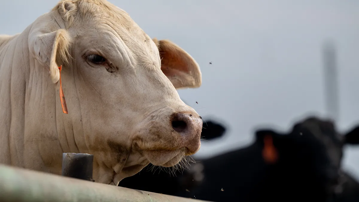 Close up of a cow with an orange tag in its ear