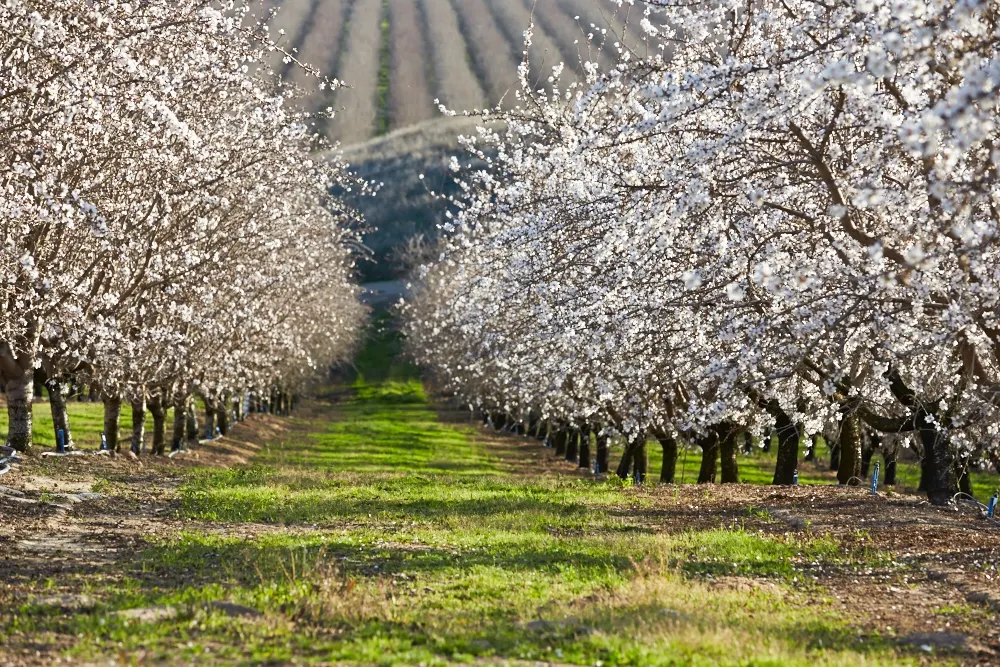California almond trees in bloom.