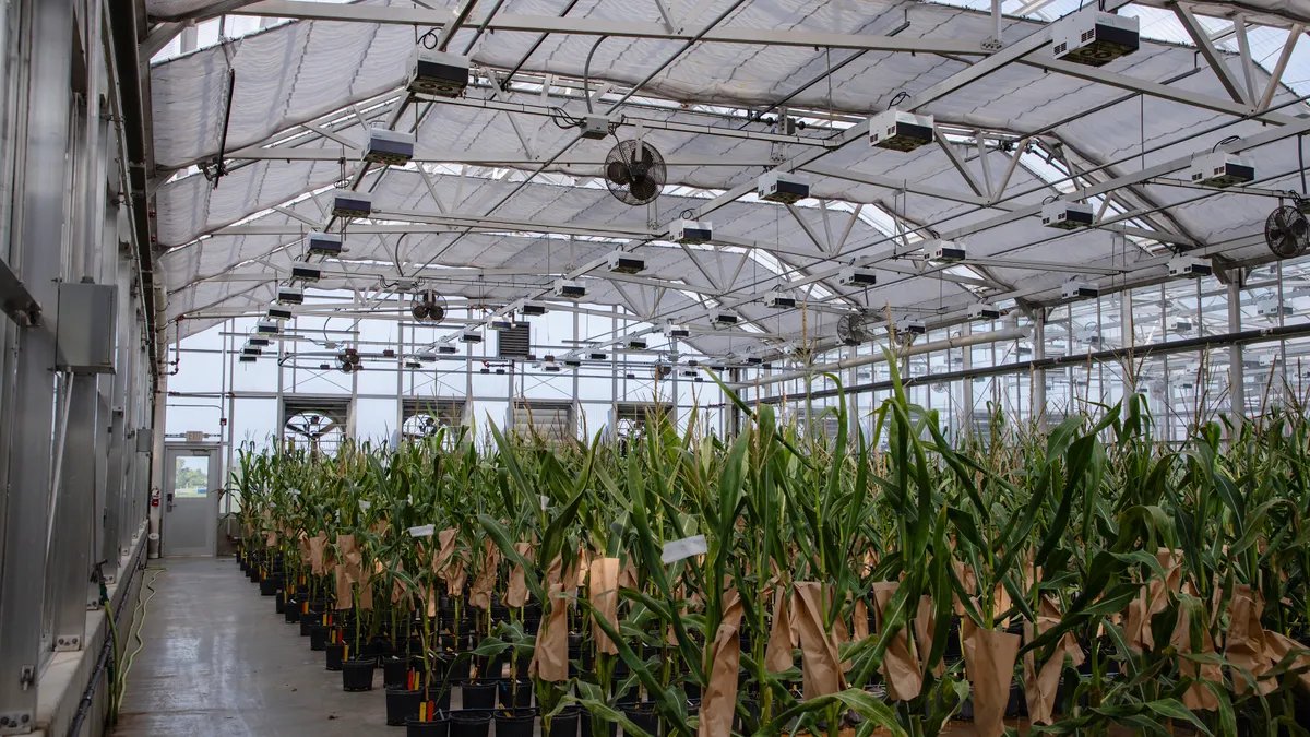 Greenhouse interior with rows of potted corn plants covered with paper bags for pollination control, beneath metal beams and lighting fixtures.