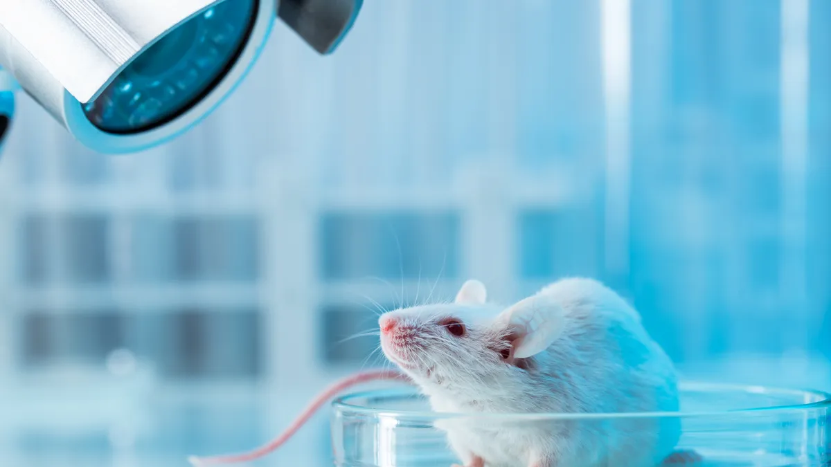 White mouse in laboratory