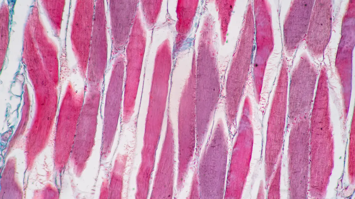 Histological sample Striated (Skeletal) muscle of mammal Tissue under the microscope.