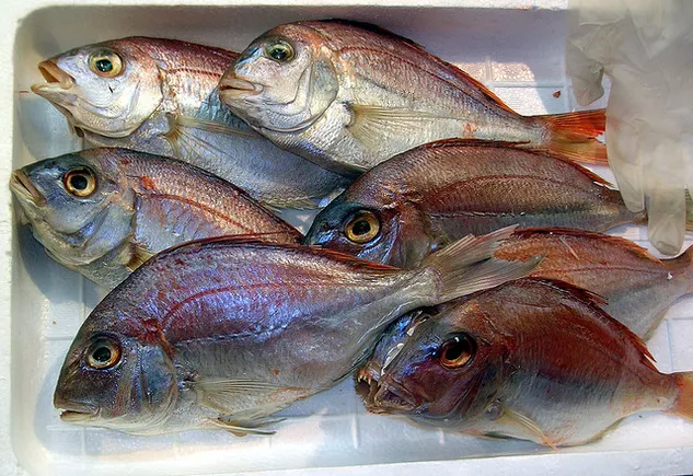 New company creates apparel from recycled fish skins, crab shells ...