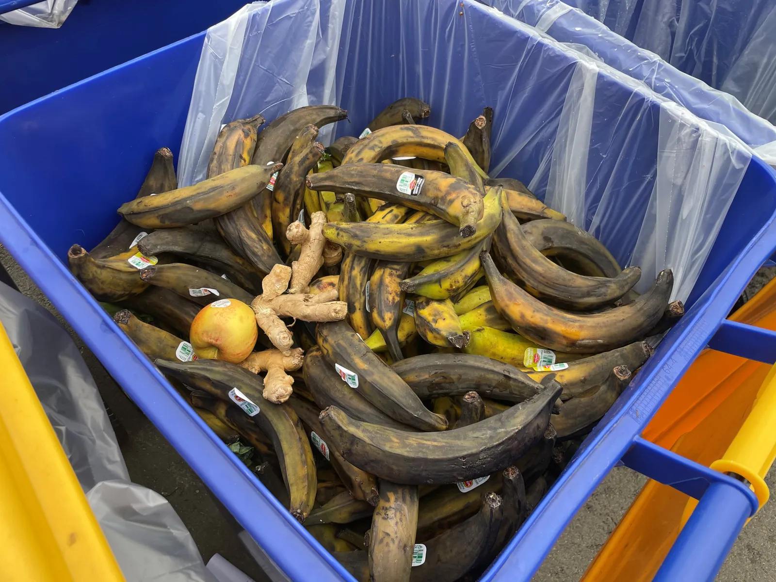 Rotting bananas in a blue plastic bin