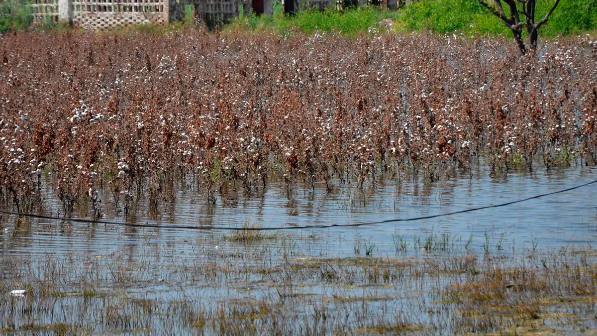 Cotton crops flooded in Pakistan