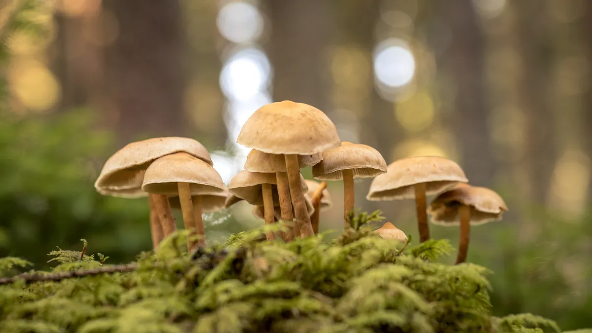 A stock image of wild mushrooms