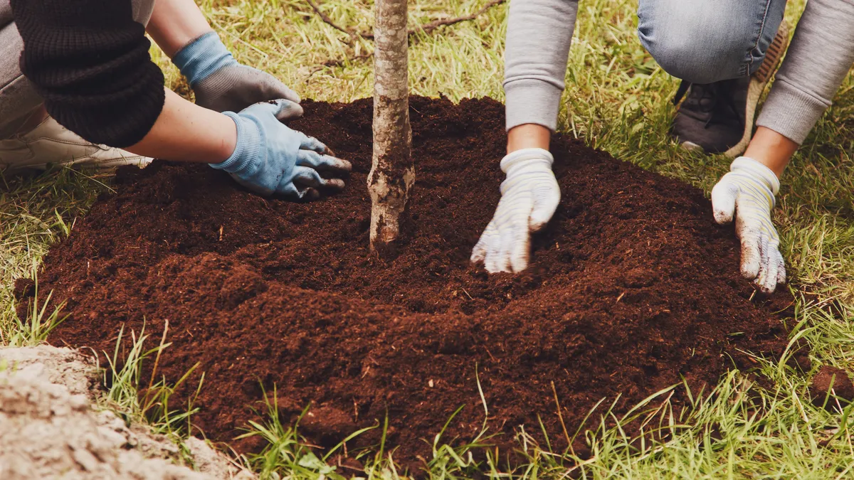 Close up of two people's hands touching fresh soil at the base of a small tree surrounded by grass