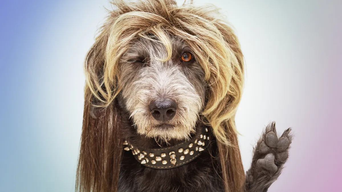 Funny dog dressed as a punk rock star wearing a mullet wig and raising paw with fingers in a peace sign