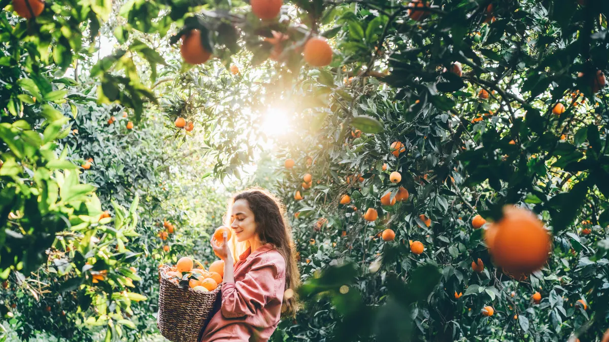 Smiling curly haired woman with basket picking oranges in the garden.