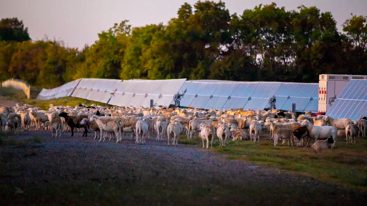 Sheep grazing near solar panels.
