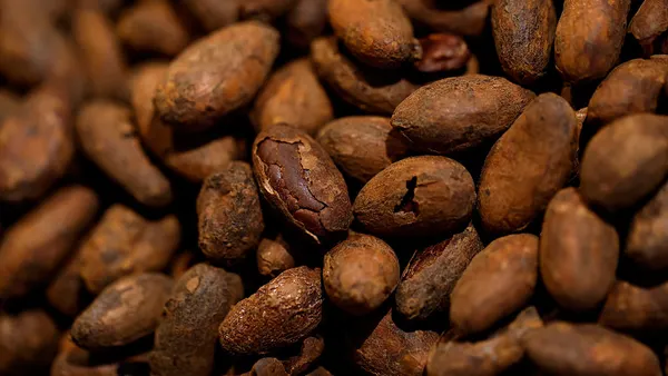 Roasted cocoa beans are seen in a close up