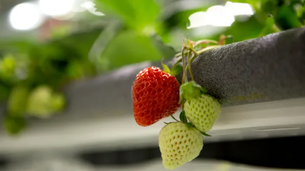 Oishii strawberries