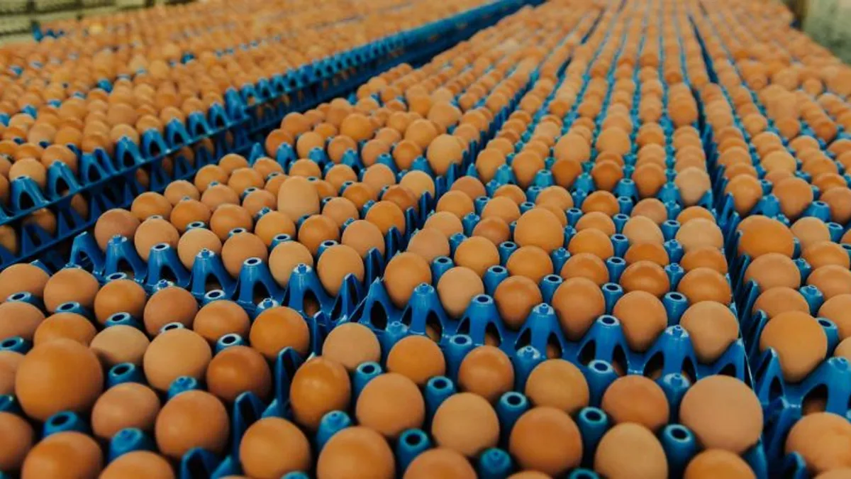 Racks of cage-free eggs are ready for packaging.