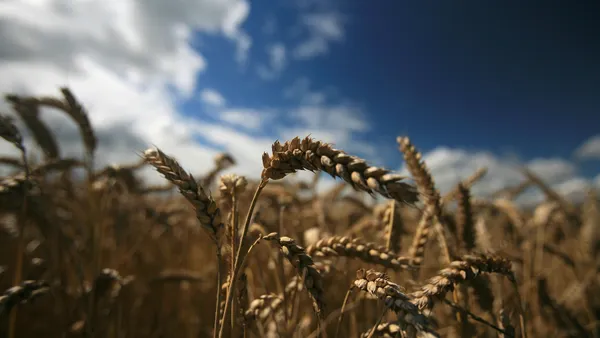 Wheat is seen in a field.